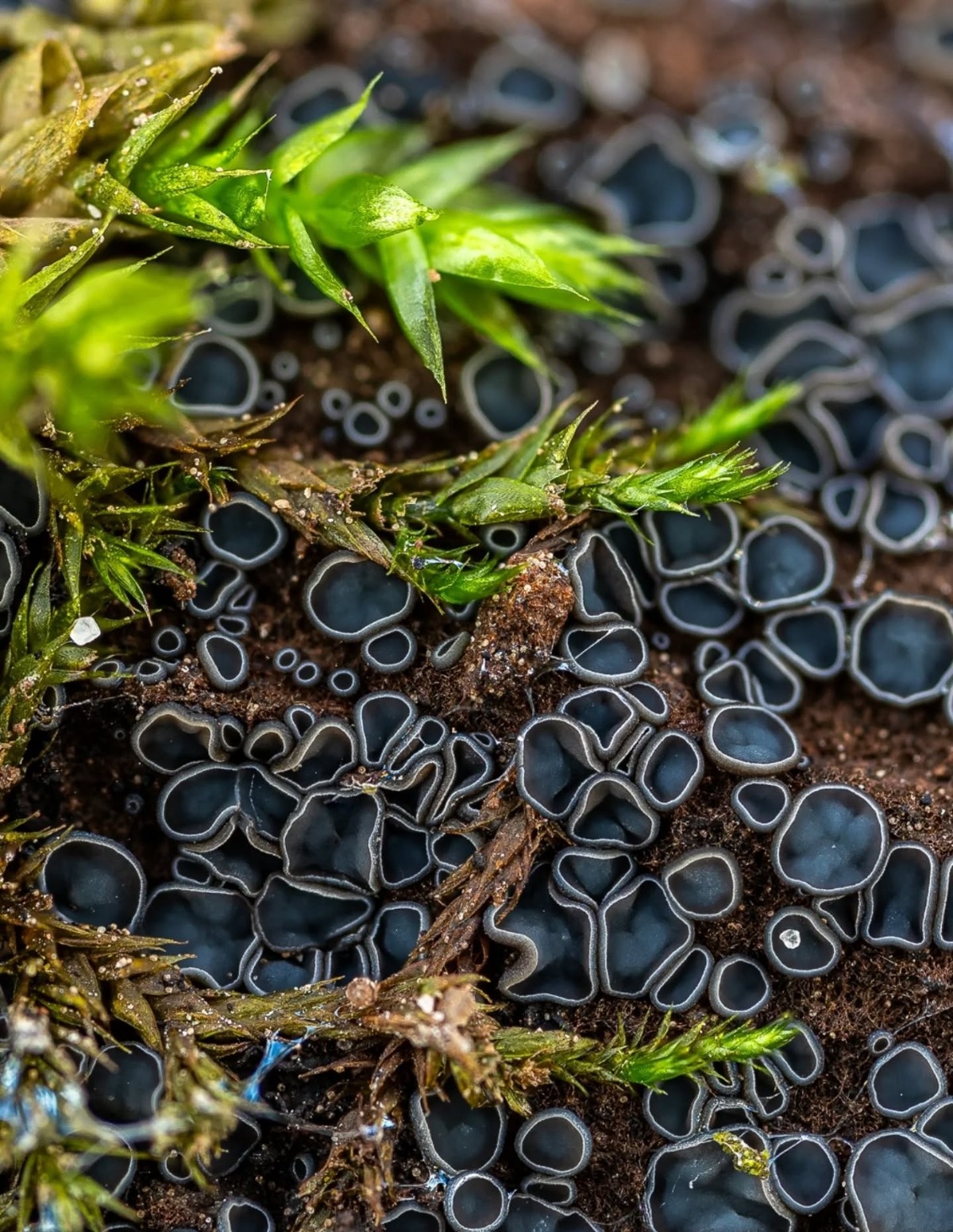 c50f79f1-abd6-4a35-a4db-c00bfef6d3dc