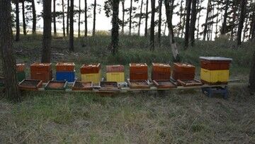 Śmierć 420 tysięcy pszczół. Policja zatrzymała podejrzanego o otrucie owadów