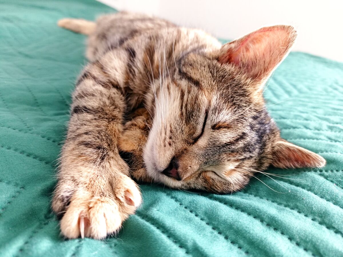 6d71ca2f-cca0-4fcd-a86a-08c0abf309f6