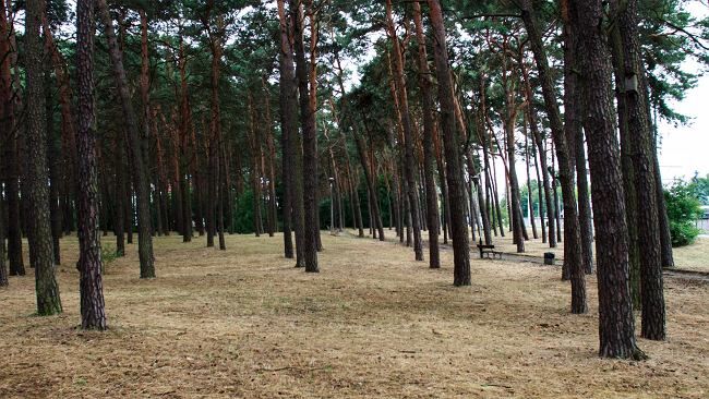 Rząd przyjął projekt prywatyzacji lasów. "Zamiast lasów będziemy mieć szkodliwe dla natury inwestycje"