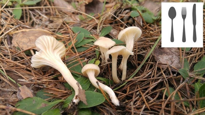 efa78be6-7d07-4dd4-9466-7c2eb3404c6a