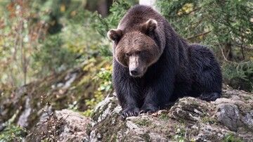 Tatry. Niedźwiedzie pojawiają się w okolicach osiedli. Były widywane m.in. na Gubałówce