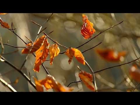 Spokojna Jesień Muzyka Relaksacyjna