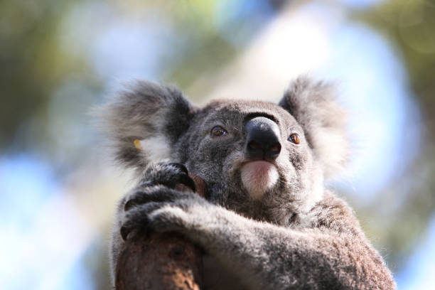 Jak niebezpieczne są zwierzęta w Australii?