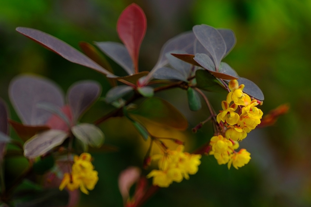 Berberys Zdrowy Krzew - Berberis Vulgaris / Fotografujemy Przyrodę
