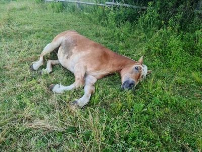 Odebrali konia byłemu dyrektorowi zoo. Zwierzę było chore