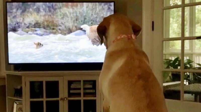 Czy psy naprawdę oglądają telewizję? Naukowcy rozwiewają wątpliwości