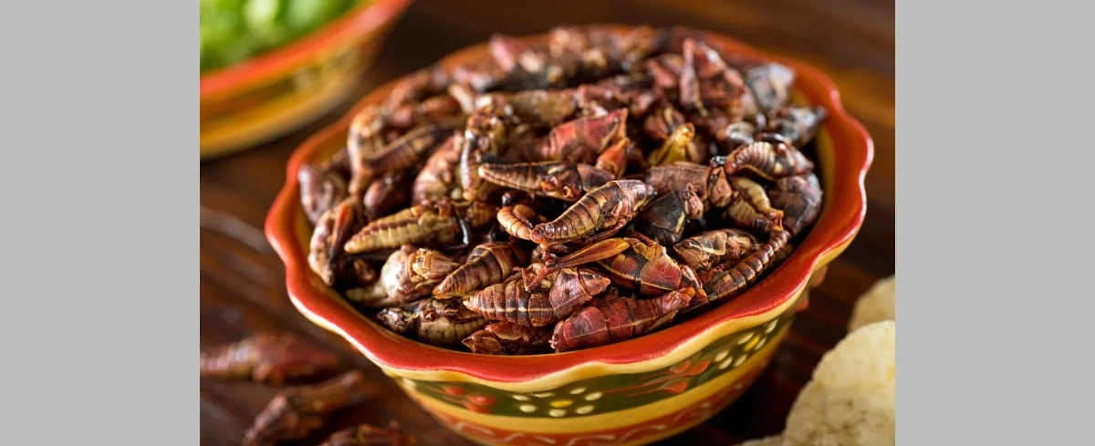 Meksykanie oglądają mundial, zajadając się chapulines, czyli… smażoną szarańczą