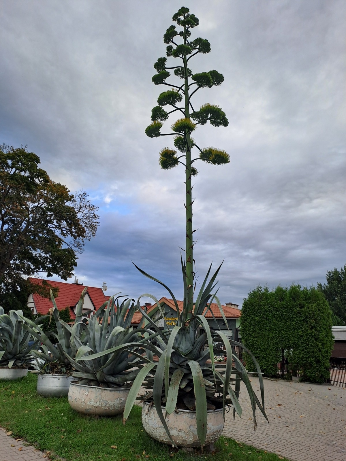 2007be48-2849-4dba-a591-00c870a2700f