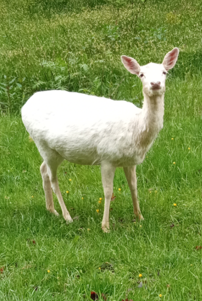 848cfa12-edb1-4271-857a-1bd79404d66c