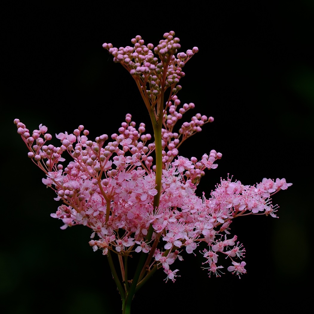 Wiązówka Czerwona - Filipendula Rubra / Fotografujemy Przyrodę
