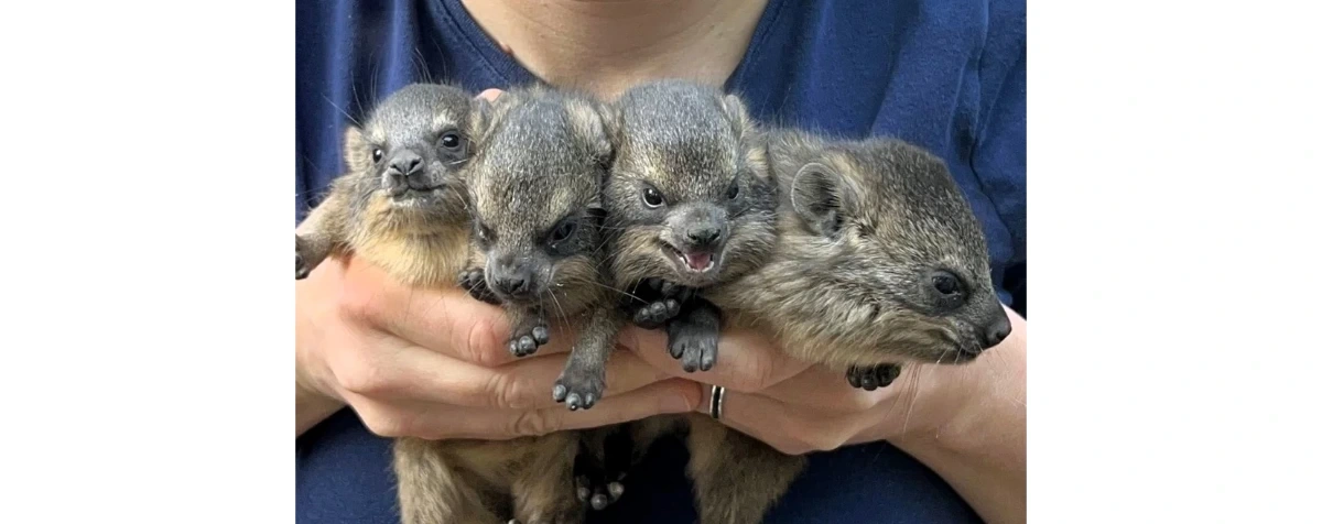 Nietypowi krewni słoni. Właśnie przyszli na świat