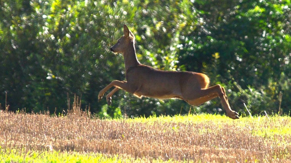 dc78c1eb-de60-4155-9c5e-df97af051a2e