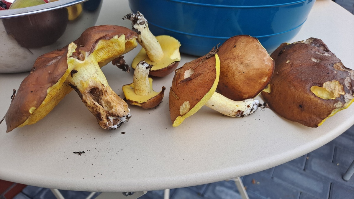 7bd220e1-a8bd-4195-acfe-508ca9cc494b