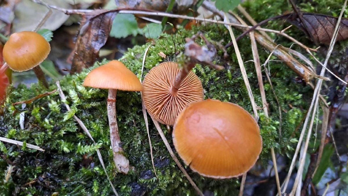 94d10c87-341f-42d8-94c3-5336e5f118d3