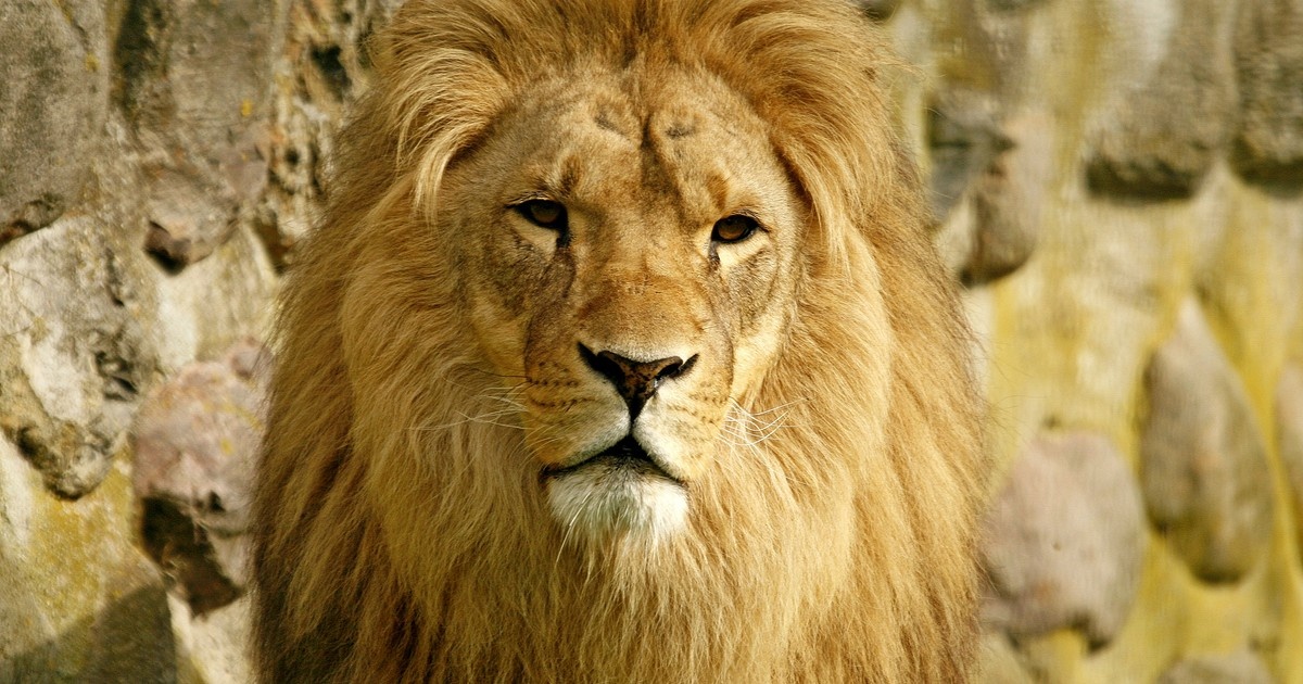 Lew uciekł z ogrodu zoologicznego. Zaatakował śpiącego na ulicy mężczyznę