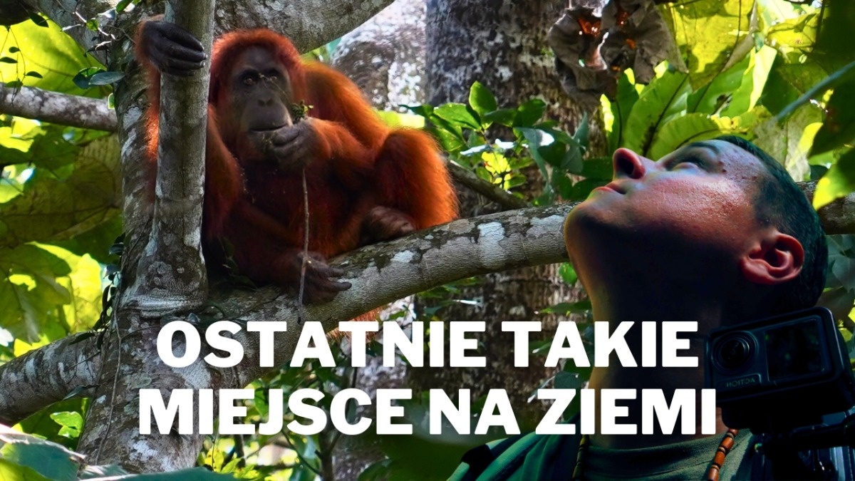 Co odkryliśmy w głębi sumatrzańskiej dżungli? | Orangutany na Sumatrze