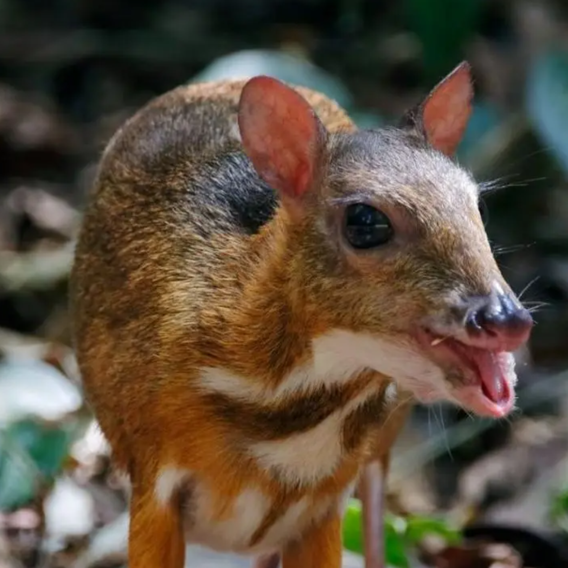 Myszojeleń z warszawskiego zoo czeka na imię. Zdecyduje zwycięzca aukcji WOŚP