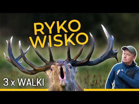 Rykowisko - walki byków, błędy i jak podglądać?