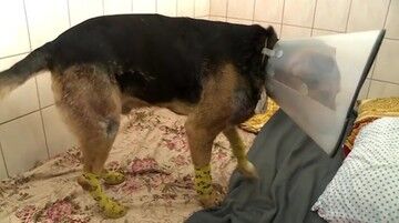 Dolnośląskie. Sołtys wsi Wirki oskarżona o znęcanie się nad psem ze szczególnym okrucieństwem
