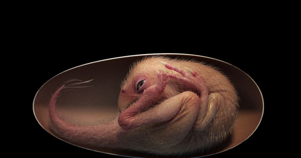 Embrion w jaju dinozaura. Wygląda, jakby miał się zaraz wykluć