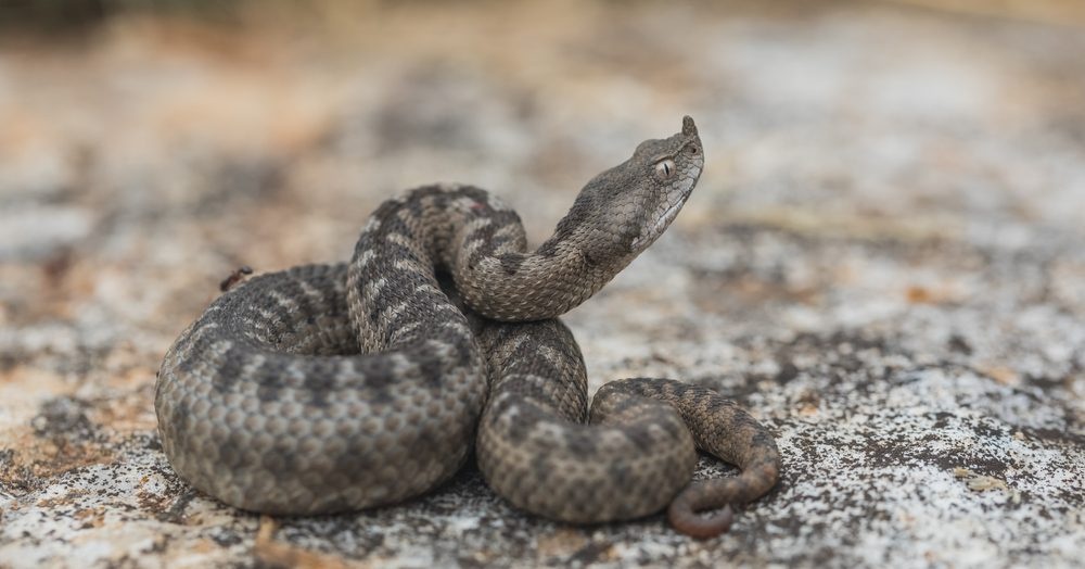 Żmija nosoroga. Ten gad odpowiada za największą liczbę śmiertelnych ukąszeń w Europie