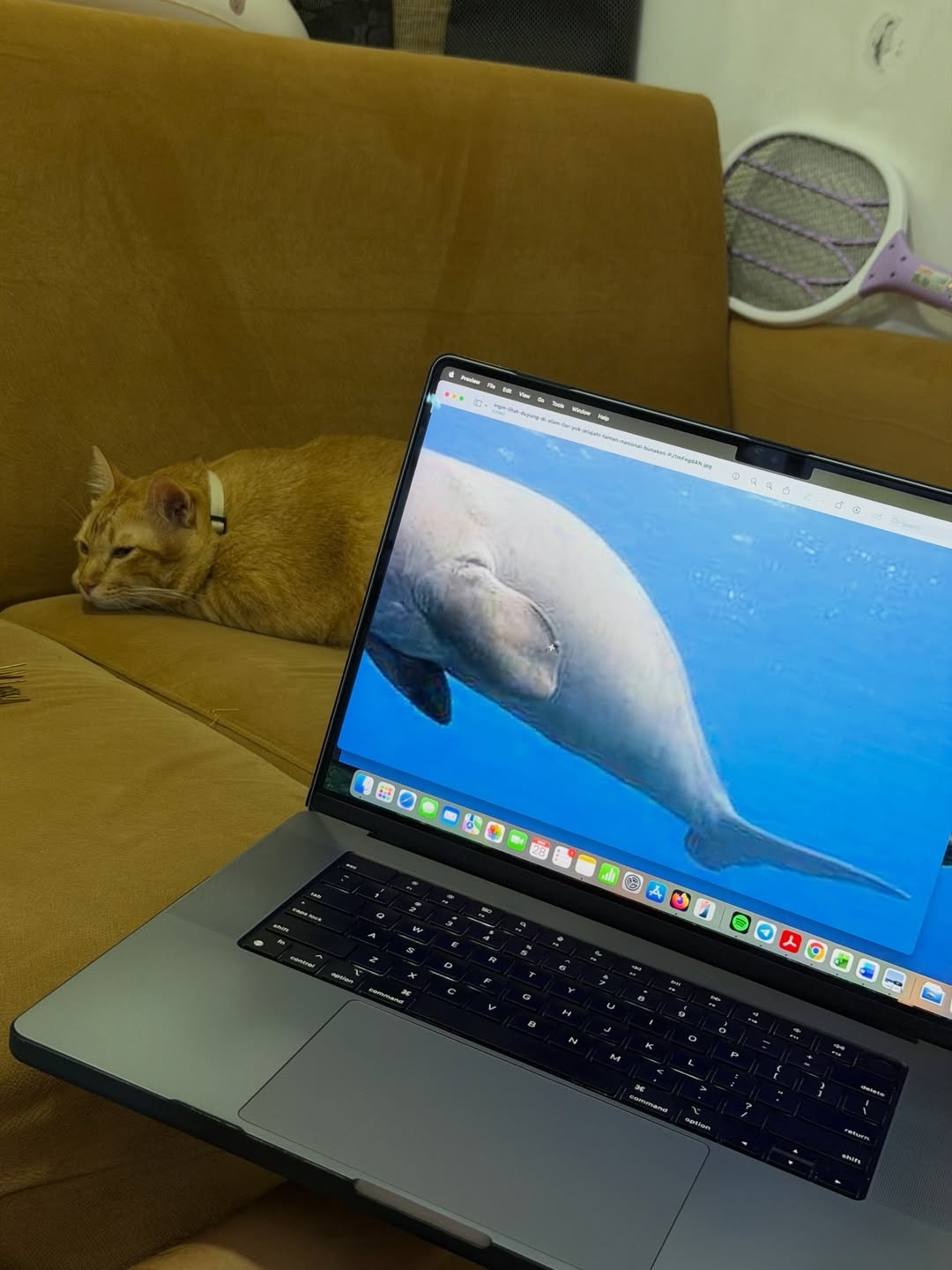 cfd360bc-6bc0-43ae-a5de-c26defaea9f2