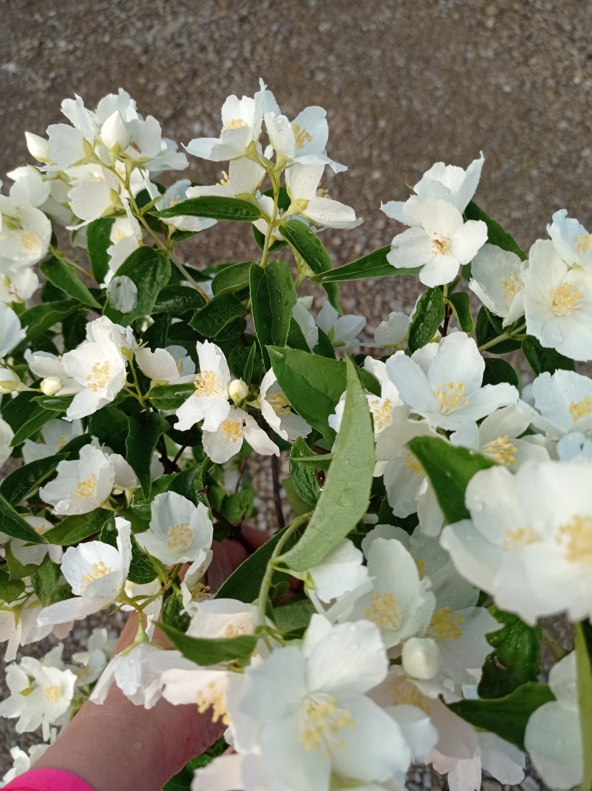 adac1820-bd50-4a9a-b4ba-bddc06463d90