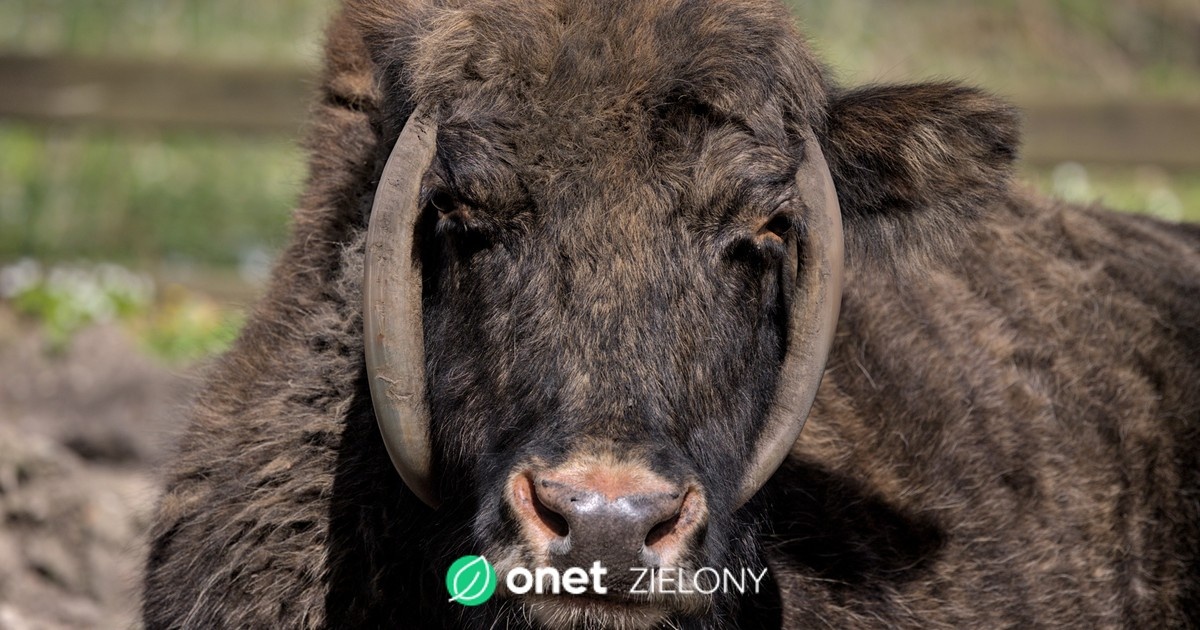 Nietypowe cielęta na farmie. Ojcem okazał się dziki żubr