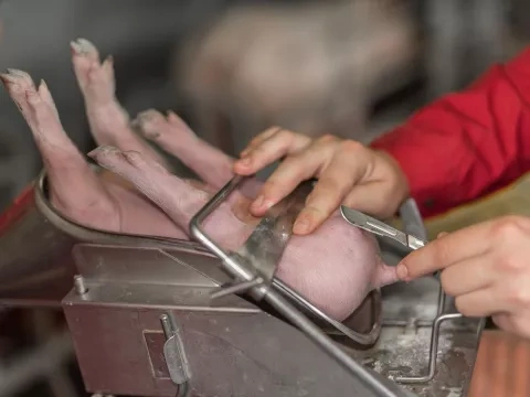 Prosięta: kastrować ze znieczuleniem czy tuczyć niekastrowane?