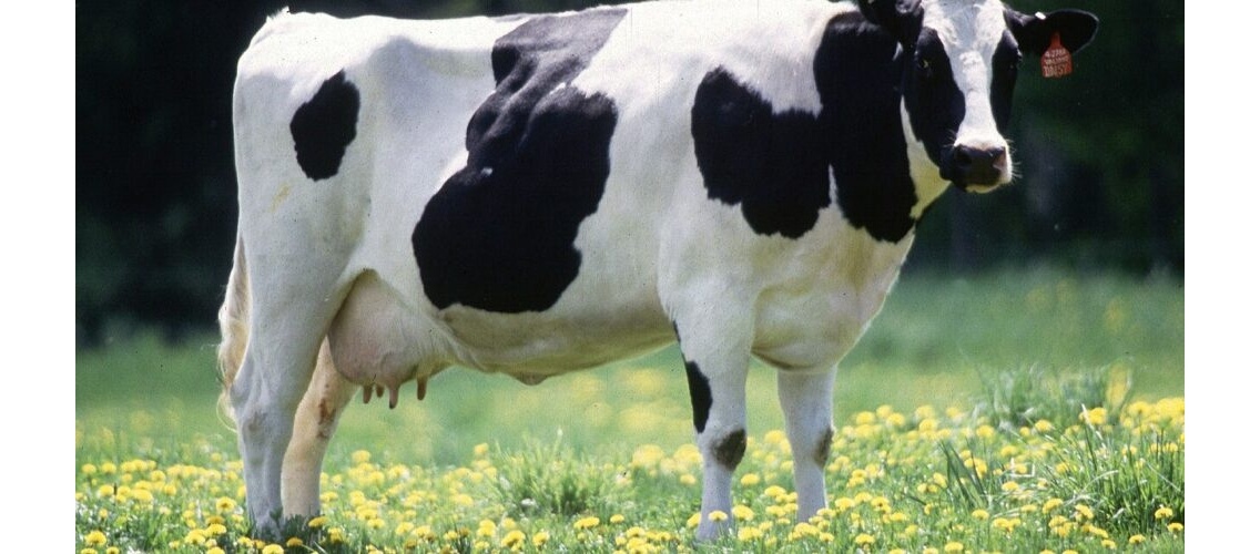 15 lipca 1469 roku rozpoczęła się wojna o krowę » Historykon.pl