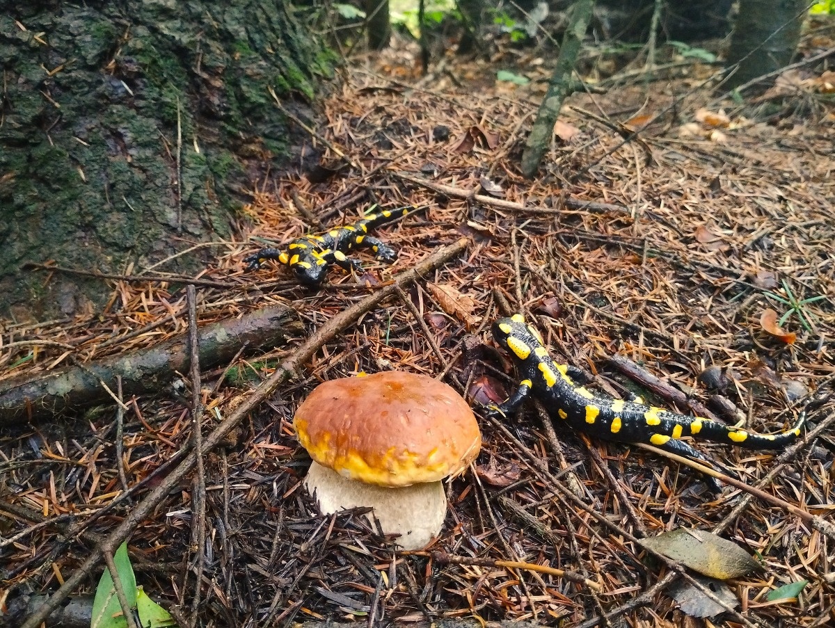 7fee1f6f-237d-4de8-93c2-b1044518bfe2