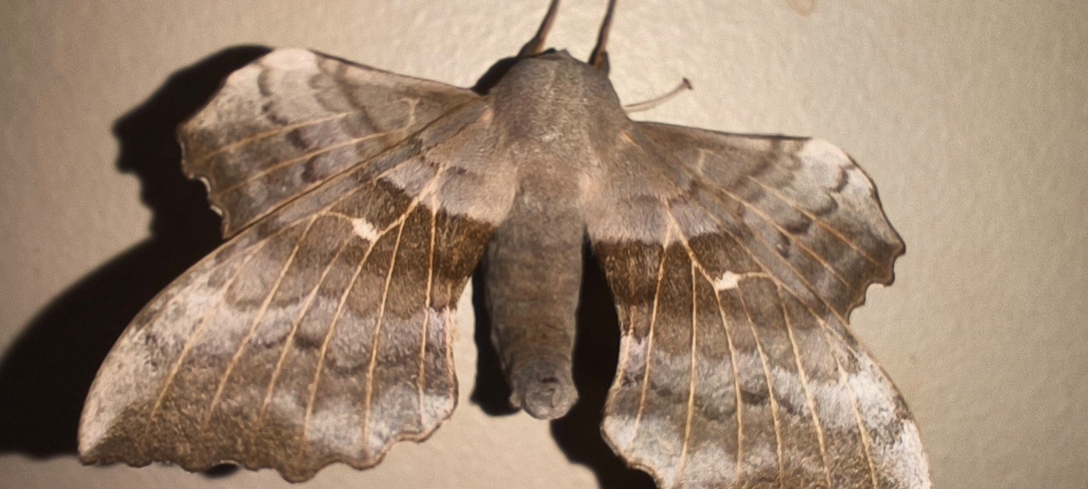 10f85747-9579-4686-bbb6-96b98ad2b856