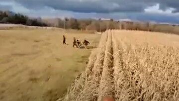 Podlaskie. Grupa migrantów ukryła się na polu kukurydzy. Uciekli przed kombajnem