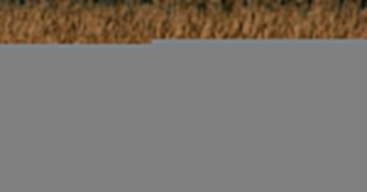 Wajrak: Nie dotarłem do źródeł Łutowni, za to nasłuchałem się wycia wilków. Tylko ich posłuchajcie!