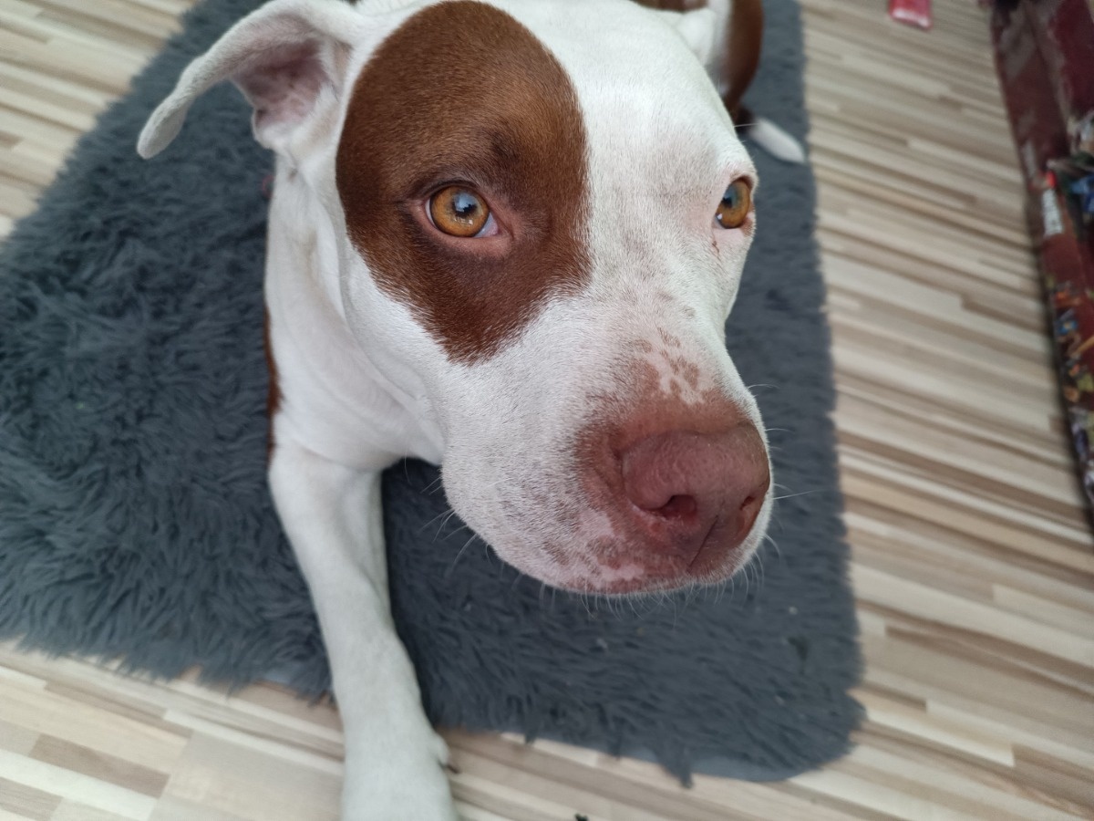 fcc2c8e4-744d-4d99-999b-798ae3d82079