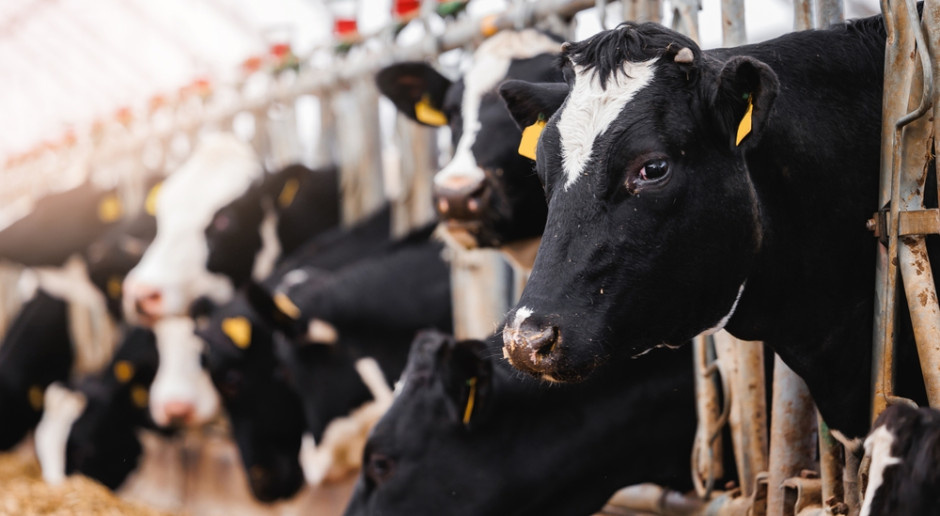 Za trzy dni niemieckie mleczarnie utoną w mleku.