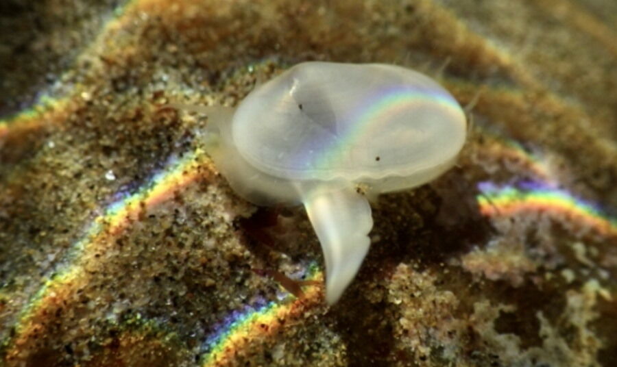 Organizm znany jedynie ze skamieniałości znaleziony u wybrzeży Kalifornii