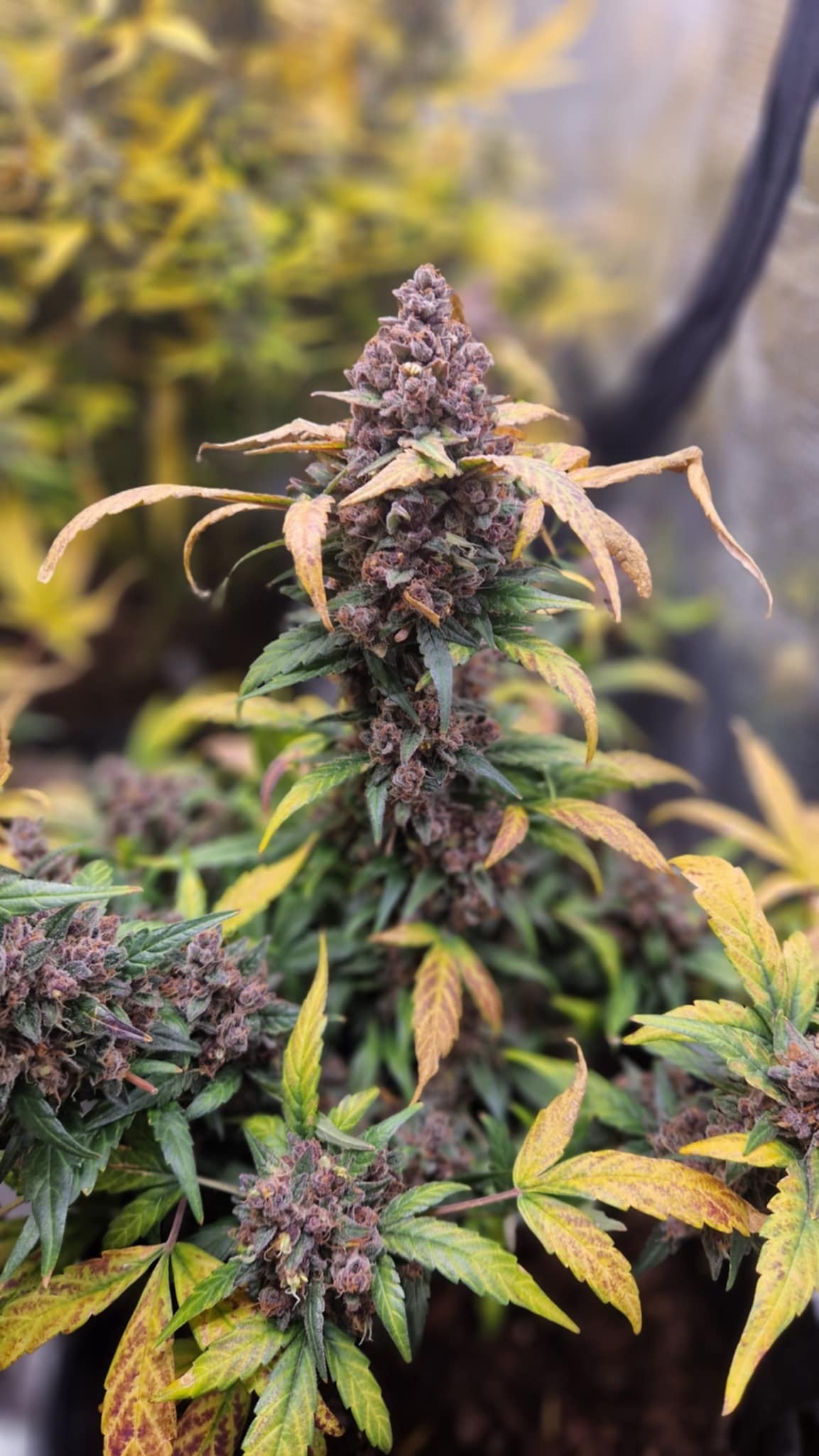 fbf40dfb-9716-457d-8743-fbeed2275dfb