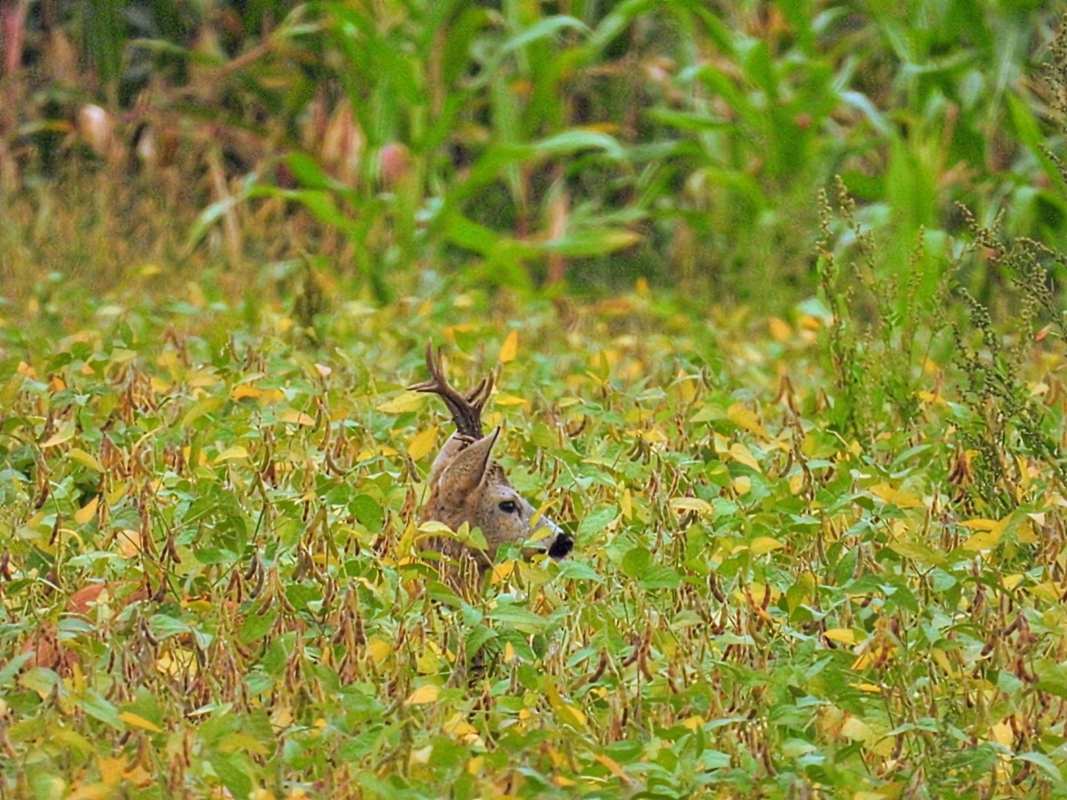 337ae2be-1c4f-416c-89d7-40159746e9b6