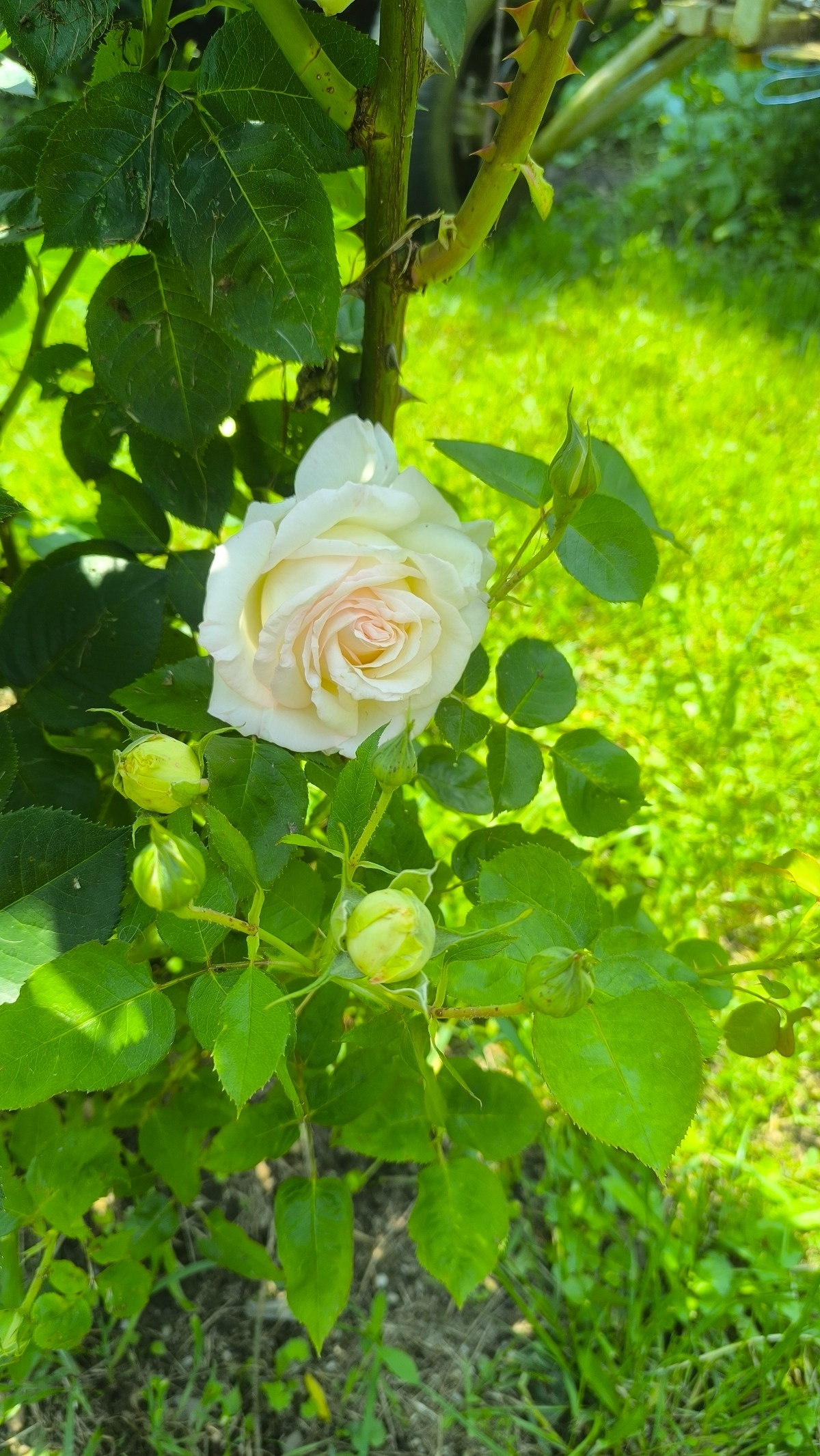 e1800a98-d44a-4628-929e-f2d549e342fc