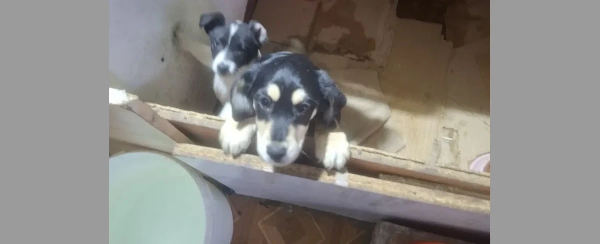 Prowadziła biznes kosztem psów i kotów. Właścicielce pseudohodowli do 8 lat więzienia [ZDJĘCIA]