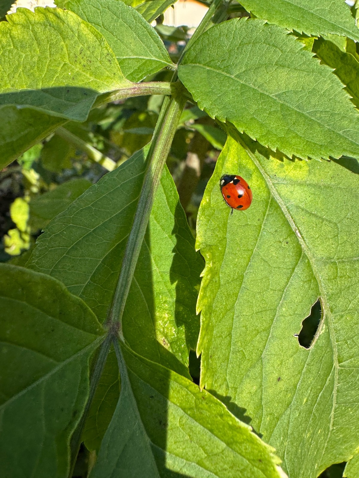 520bfe4c-1119-4116-aa66-34d133091a22