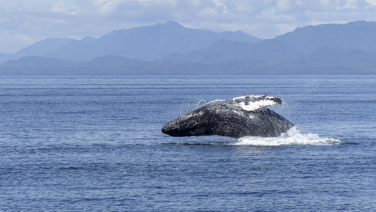 Humbaki nie widzą zagrożeń. Mają słabszy wzrok, niż myśleliśmy