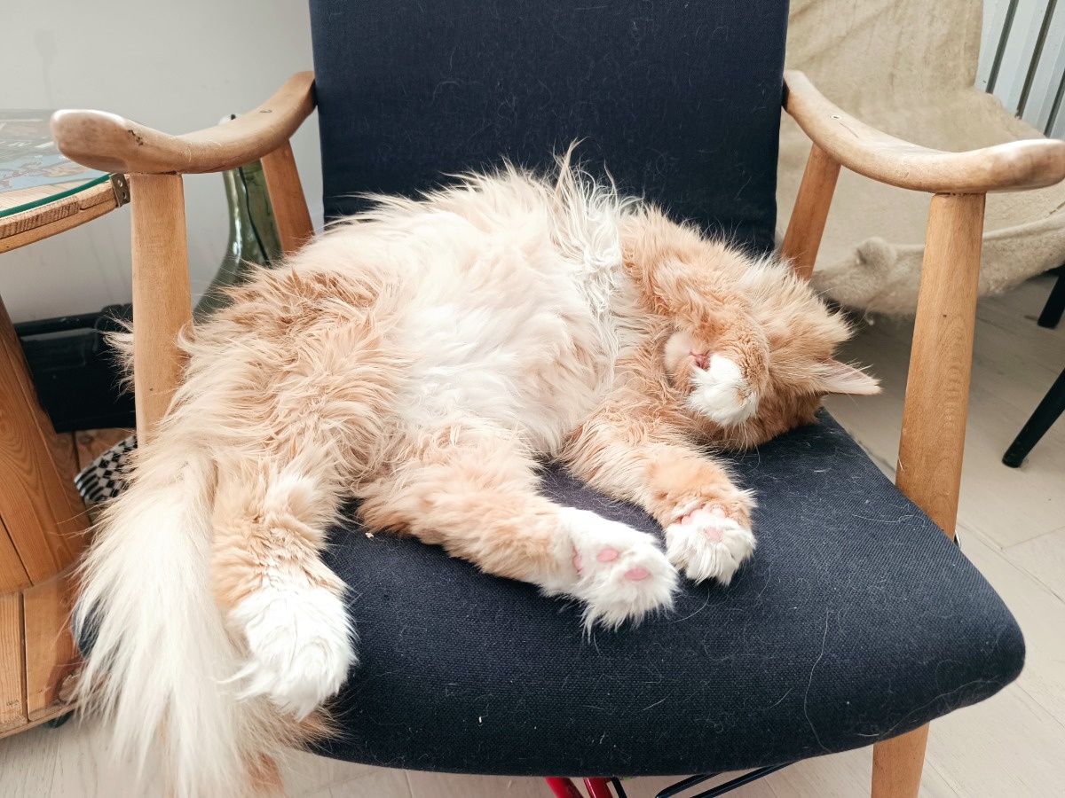 dc669736-2de4-45da-8ad2-c18daf4289a0