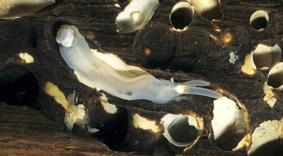 Świdrak okrętowiec przybył do nas z zachodu. Umie zmieniać płeć i zagraża gospodarce