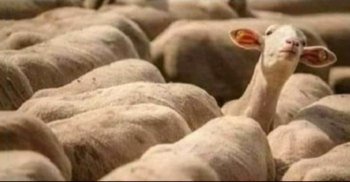 cf3c6fcc-bbef-4925-9f69-849d9f69a350