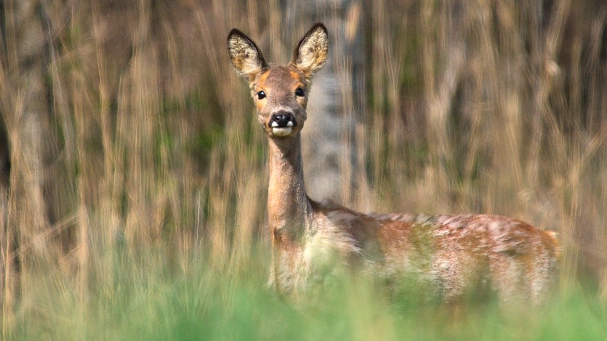 767cdba7-c900-49ae-aa7c-8df95a885bcc