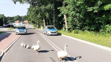 Policyjna interwencja wobec... łabędziej rodziny. "Poświęcili swoje kanapki"