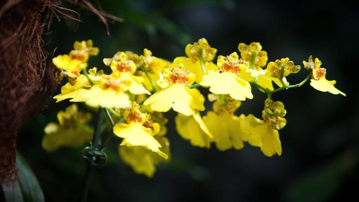 Mykolog: storczyki nie mogą istnieć bez grzybów